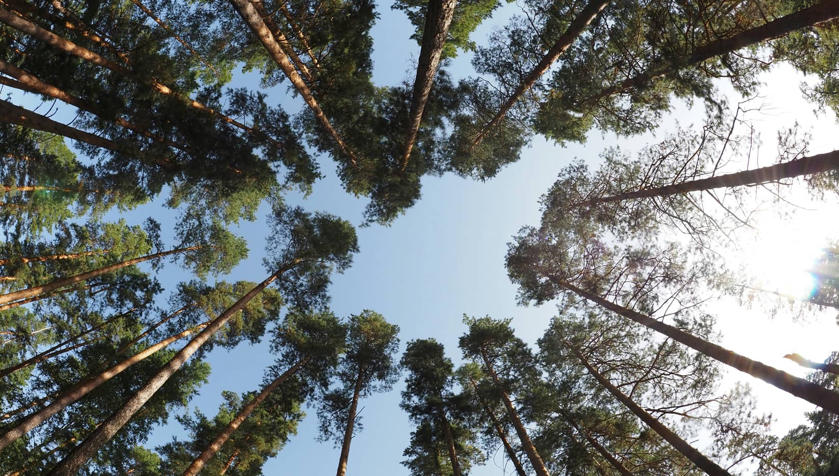 Forêt de pins vue du sol vers le ciel, symbole de croissance régulière et durable des versements programmés
