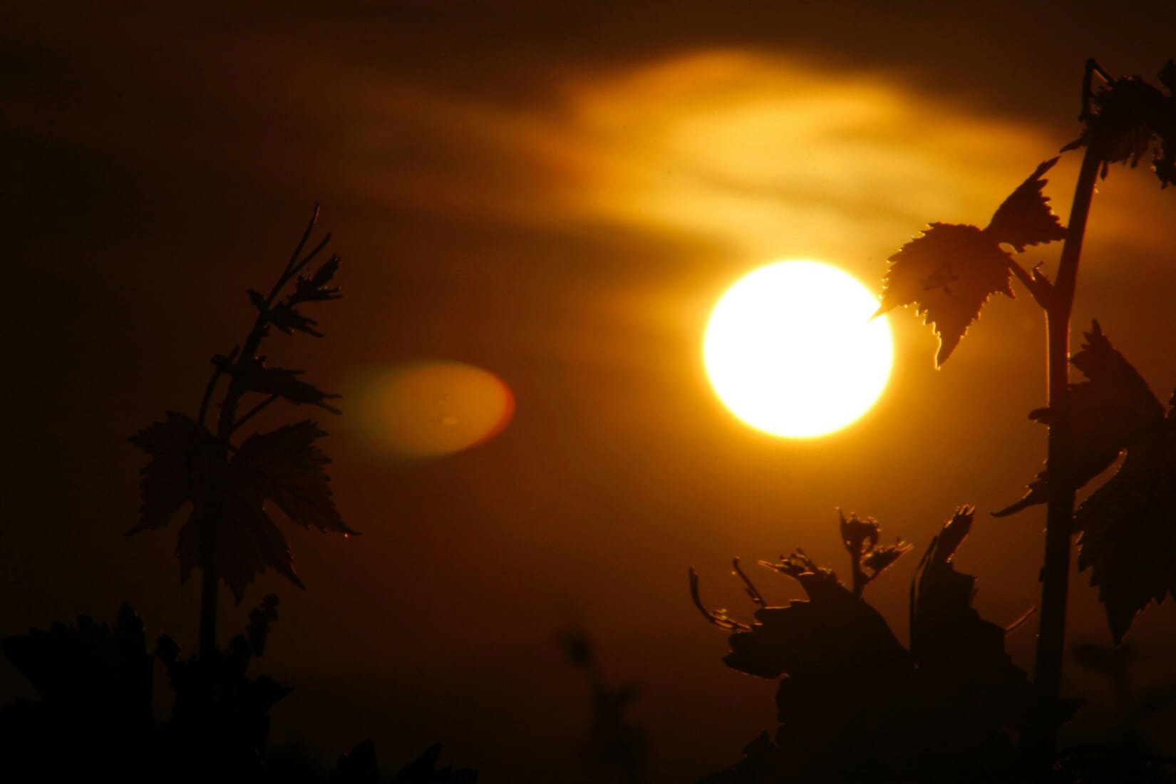 Coucher de soleil sur un vignoble, silhouettes de feuilles de vigne évoquant la fin d'un cycle et la question de la retraite par répartition
