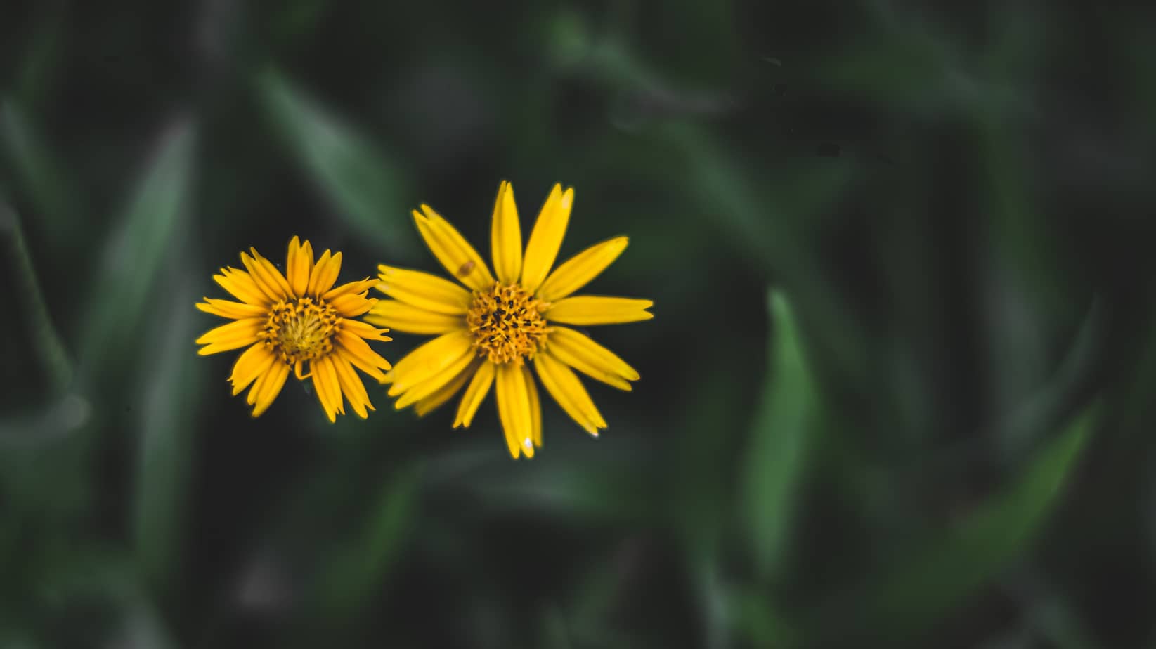 Fleurs jaunes en pleine nature, symbole de sérénité et de transmission